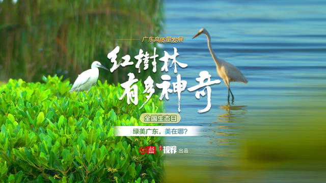 “国宝”红树林，有多神奇？| 首个中国生态日