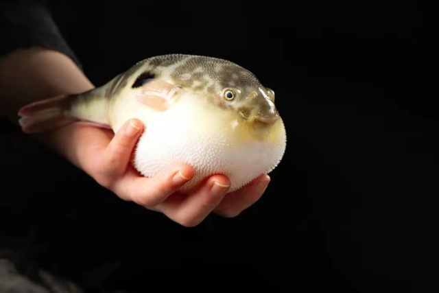 暗紋東方鲀（巴魚）