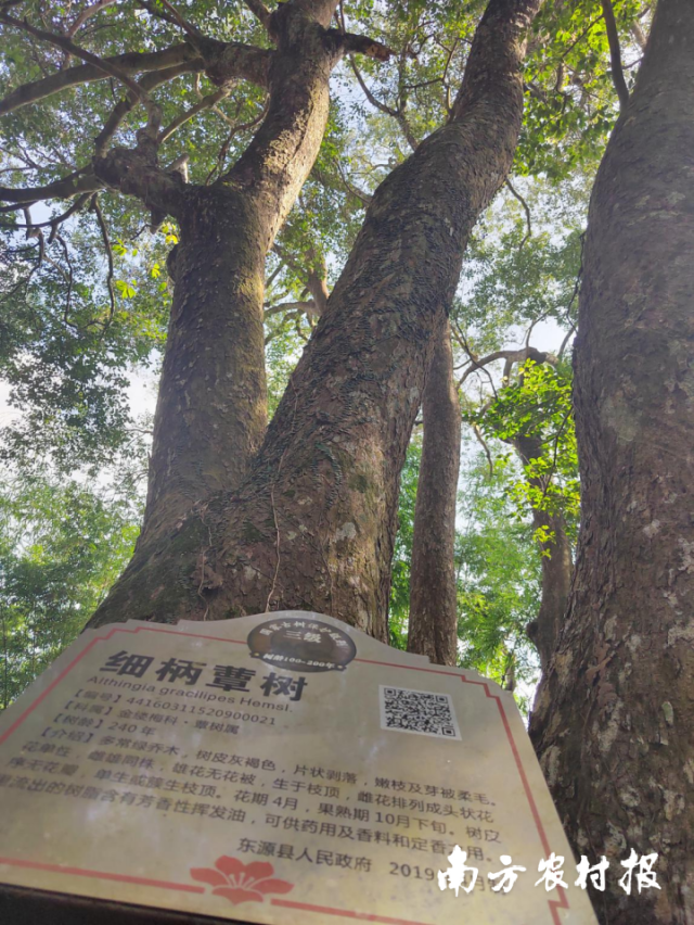 守护绿色“活化石”，保险为新丰江古树名木系牢“安全带”