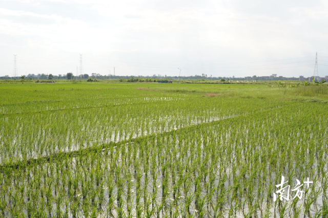 电白区丝苗米产业园品种示范展示基地
