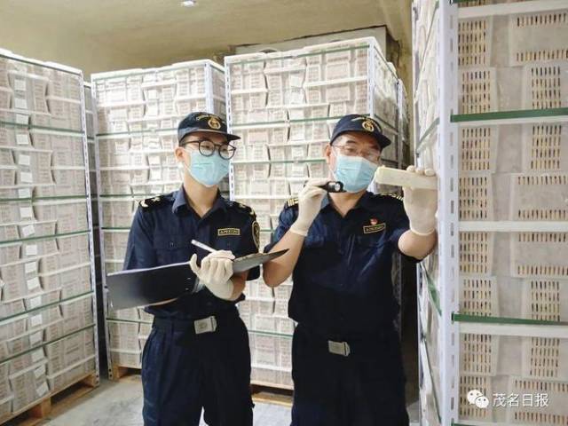 茂名海关关员检测龙眼在冷库储藏时的果肉中心温度。