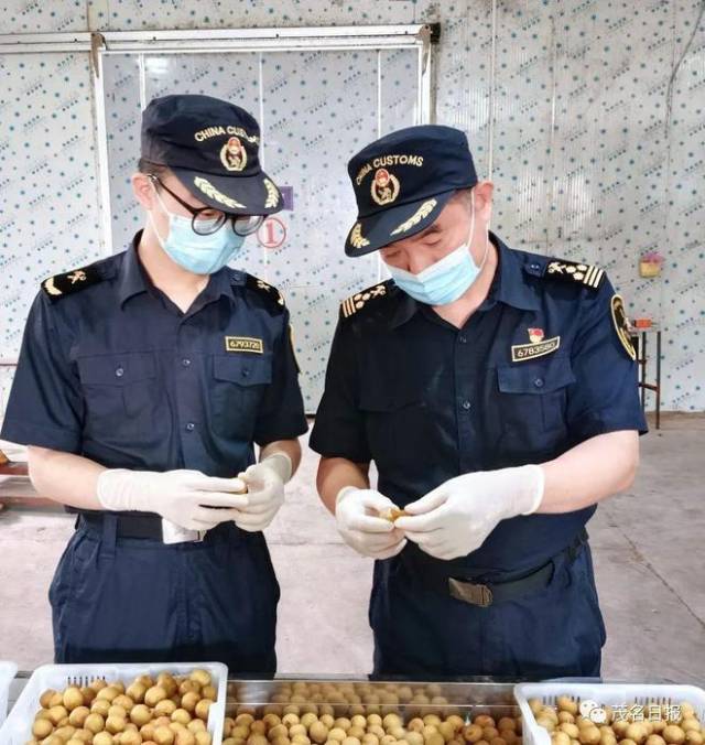 茂名海关关员对龙眼进行检疫监管。
