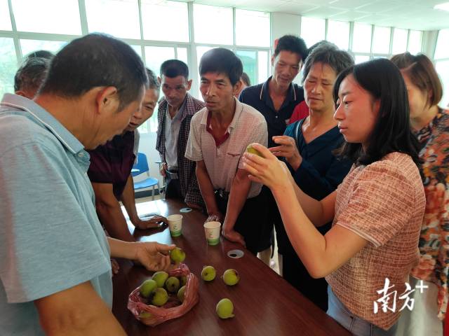 翁源县邀请省农科院专家为九仙桃种植户讲解水果病虫害防治技术。（摄影/黄瑜）