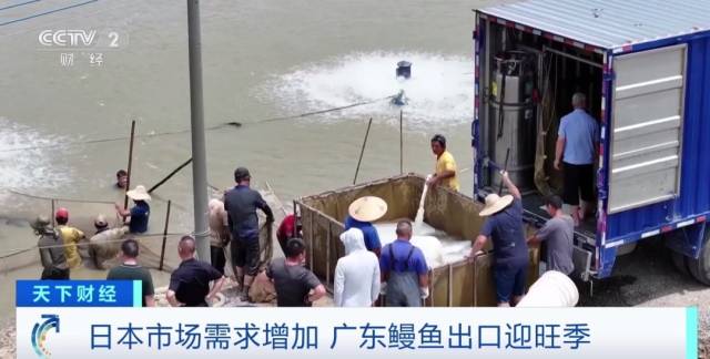 1吨净赚超2万元 广东鳗鱼出口迎旺季