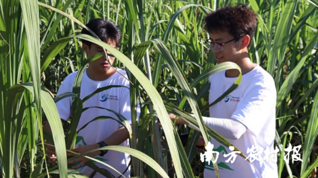 广东海洋大学学生团队发明甘蔗醋，助力中国第一甜乡甘蔗产业振兴