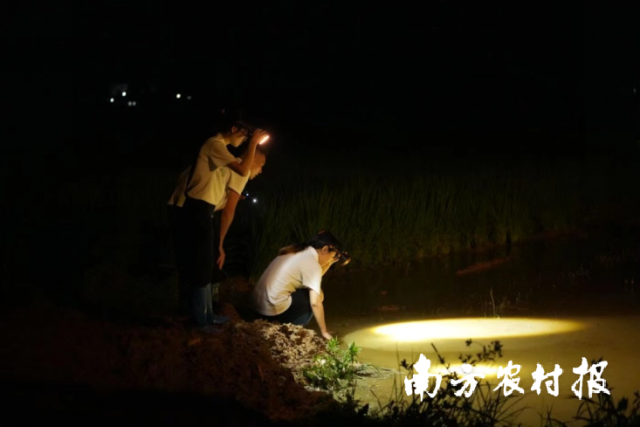 团队成员夜晚巡塘（照片来自羊城晚报）