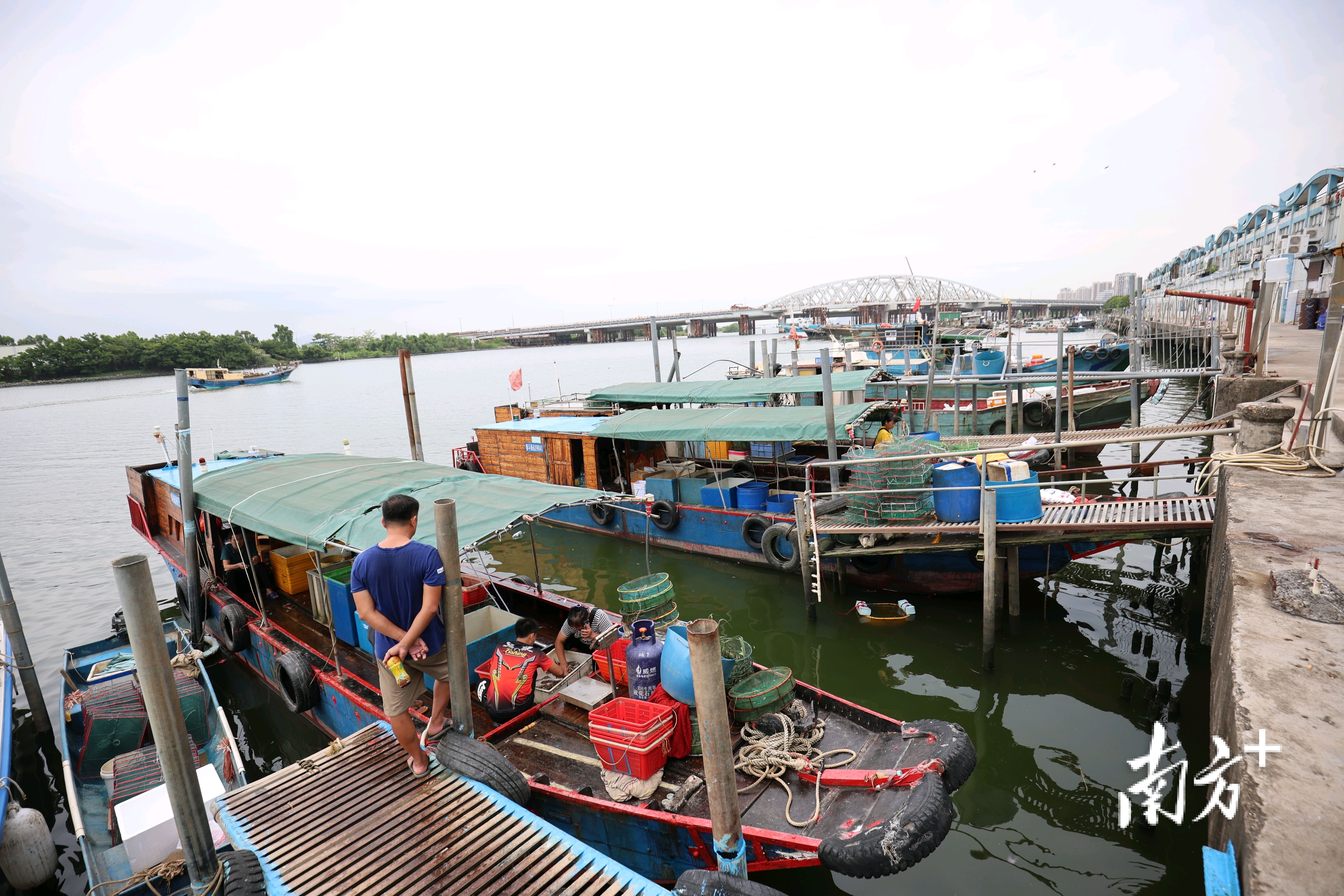 8月17日,首批渔获到港。 8月17日,首批渔获到港。