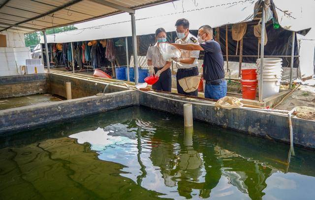 廣州海關助力廣州筍殼魚首次出口新加坡,。