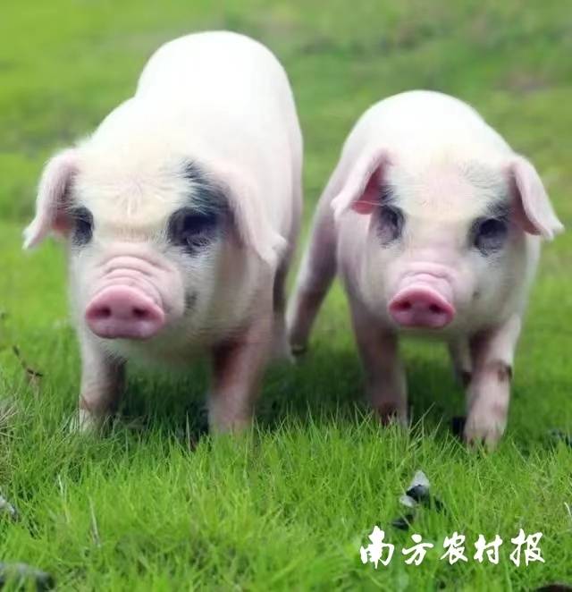 荣昌猪。