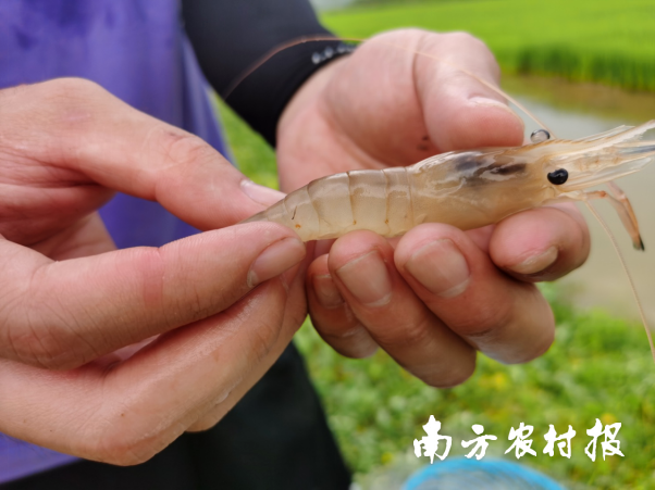 “稻渔养殖”一个月的罗氏沼虾长势。