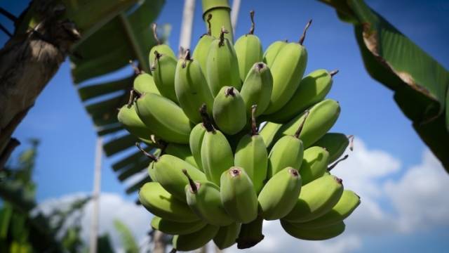 南方+视频｜归侨助农促振兴，横档香蕉名气扬