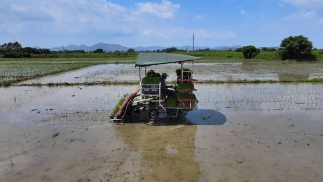 抱团发展新模式，汕尾海丰6万亩晚稻实现全程社会化服务