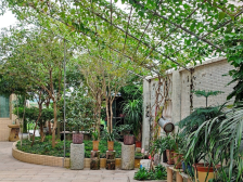 点赞！南沙这8个家庭小院靓“出圈”了