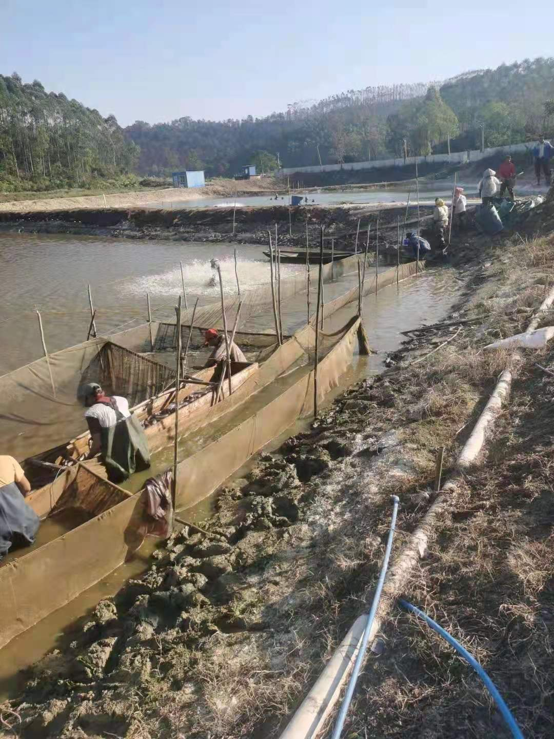 蓬江区广良养殖场。