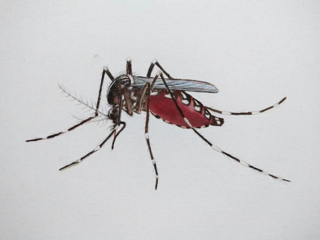 白纹伊蚊