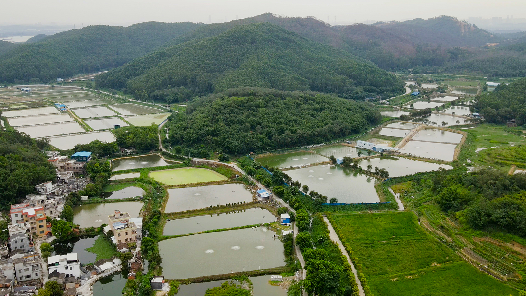 棠下镇五洞鳗鱼养殖基地。