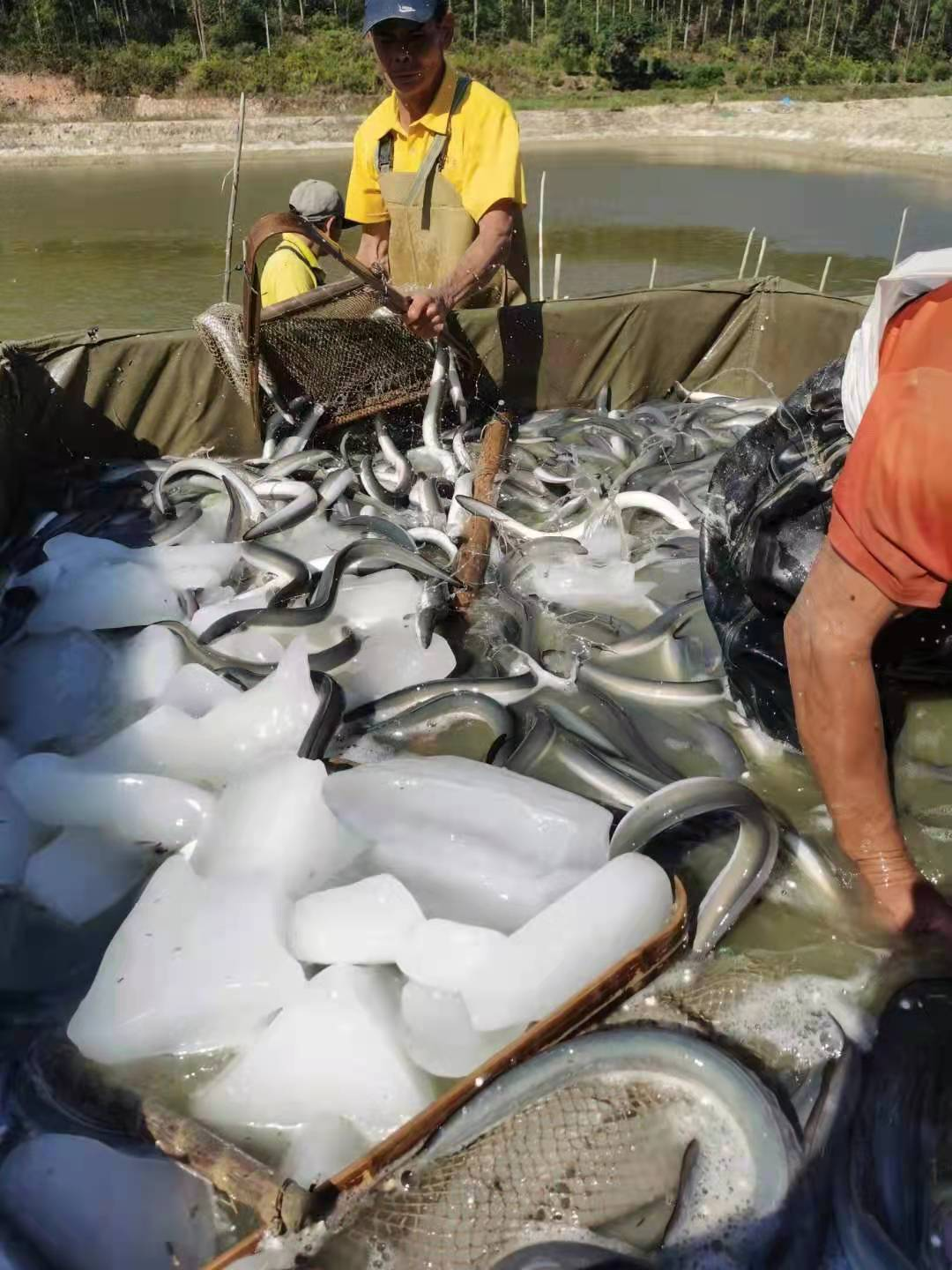 蓬江区广良养殖场。