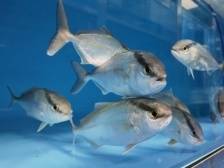 广东海水种苗是如何养成的？|  南粤耕海记①