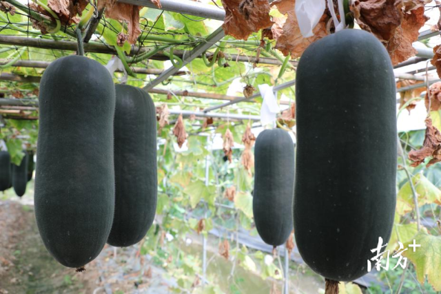 “黑妞”是针对佛山当地农家种品种退化而改良的产物，在产量、果形、皮色及品质等方面都具有显著优势。