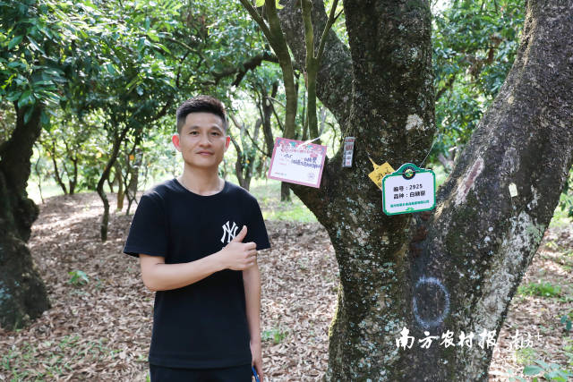 培育农文旅融合新业态！高州荔枝成百业“振兴果”
