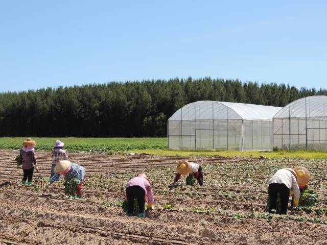 产业园核心种植区内，农户正忙于甘薯种苗栽插。