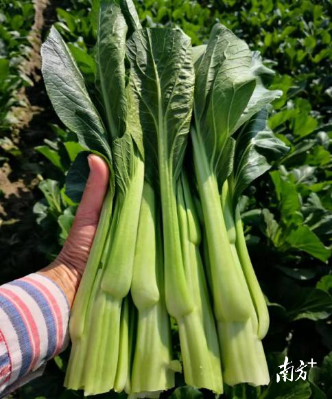 刚采摘的连州菜心青翠欲滴。