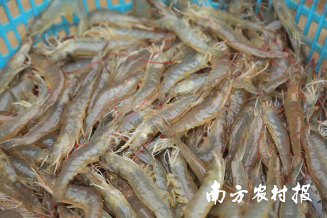 大鳌镇南美白对虾。