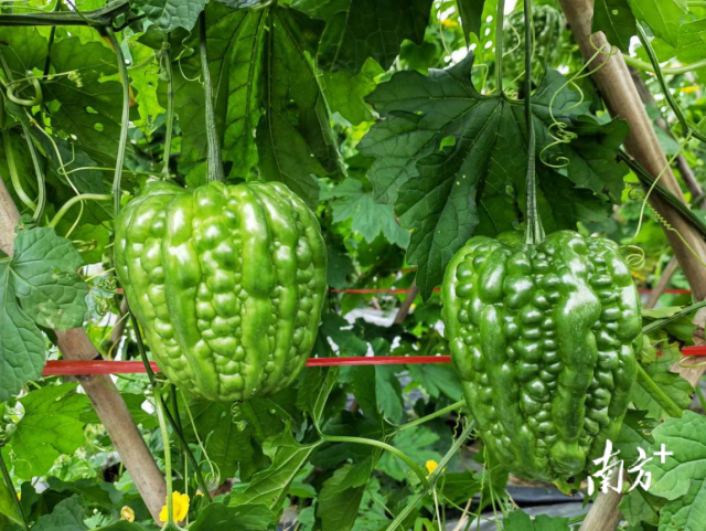 棚架上的大顶苦瓜碧绿饱满.
