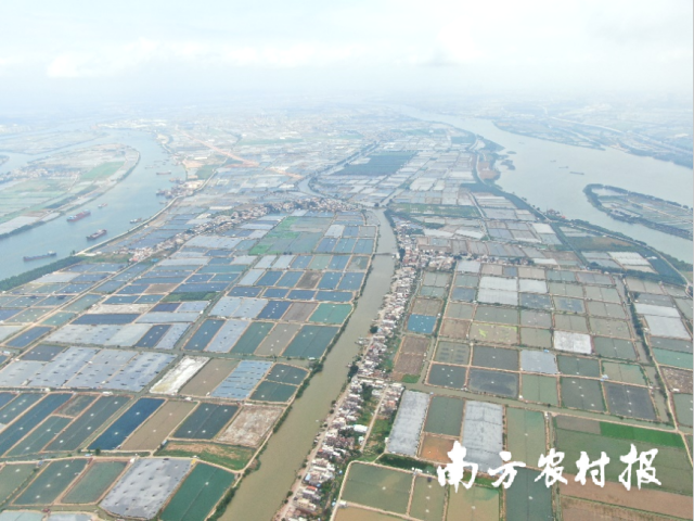 大鳌镇通过国家农业产业强镇认定。虾类新