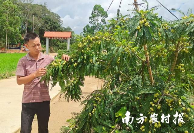 朱日耀与合作社的油柑树。