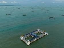 5年内全面建成“蓝色粮仓”，广东海水养殖走向“深蓝”｜南粤耕海记③