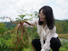 市场快速升温!广东牛大力成南药新宠|绿美广东·生态优品⑦