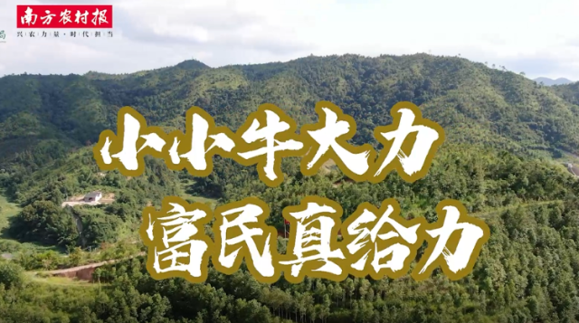 视频|广东牛大力成南药新宠