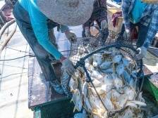 如何打开“粤海粮仓”新蓝海？｜南粤耕海记④