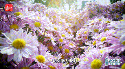 一花引来万花开。 南方+ 李姗恒 拍摄