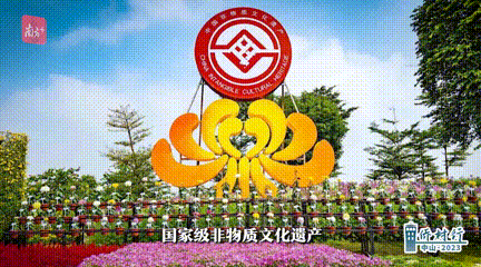 小榄菊花会。 南方+ 李姗恒 拍摄