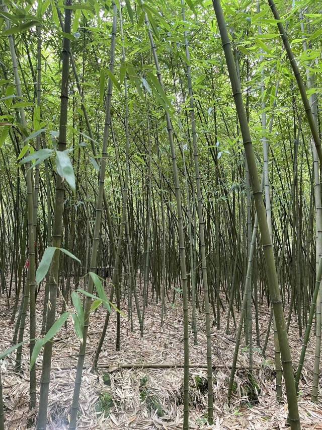 这款翻山越岭来到广东的鲜笋,8月底就能尝到了!|黔货入湾记_南方网