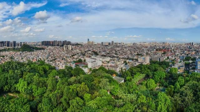 新市社区：榄菊看不尽，细雨入梦来｜中山侨村行⑪