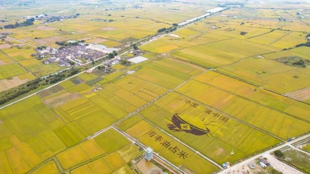 深耕油占米产业，汕尾市可塘镇入选首批国家产业强镇名单