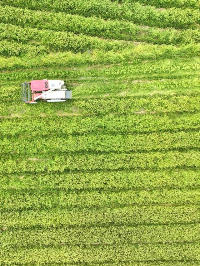 制种水稻机械收获。