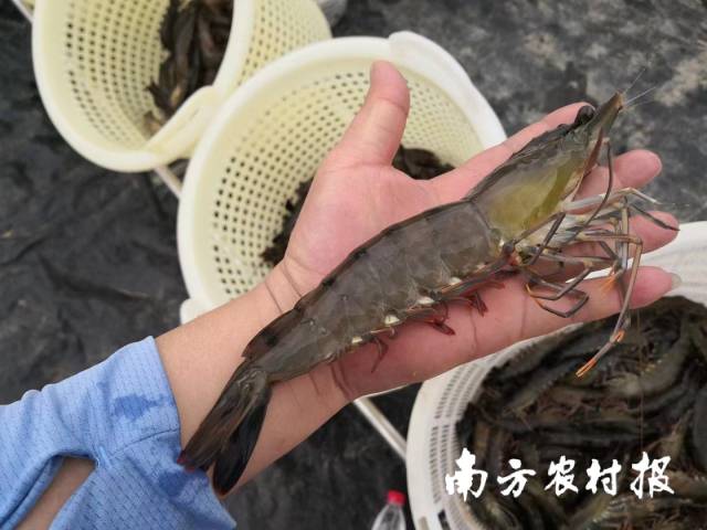 广东特色海产品种斑节对虾