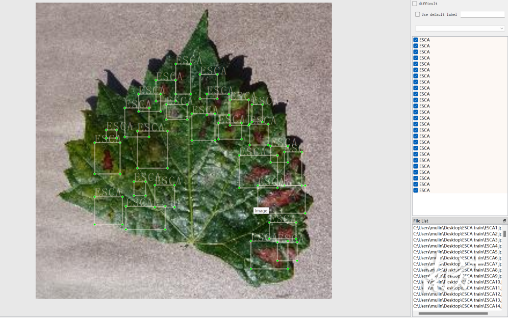 “莓丽乡村”实践团开发的葡萄病虫害识别模型。受访者供图