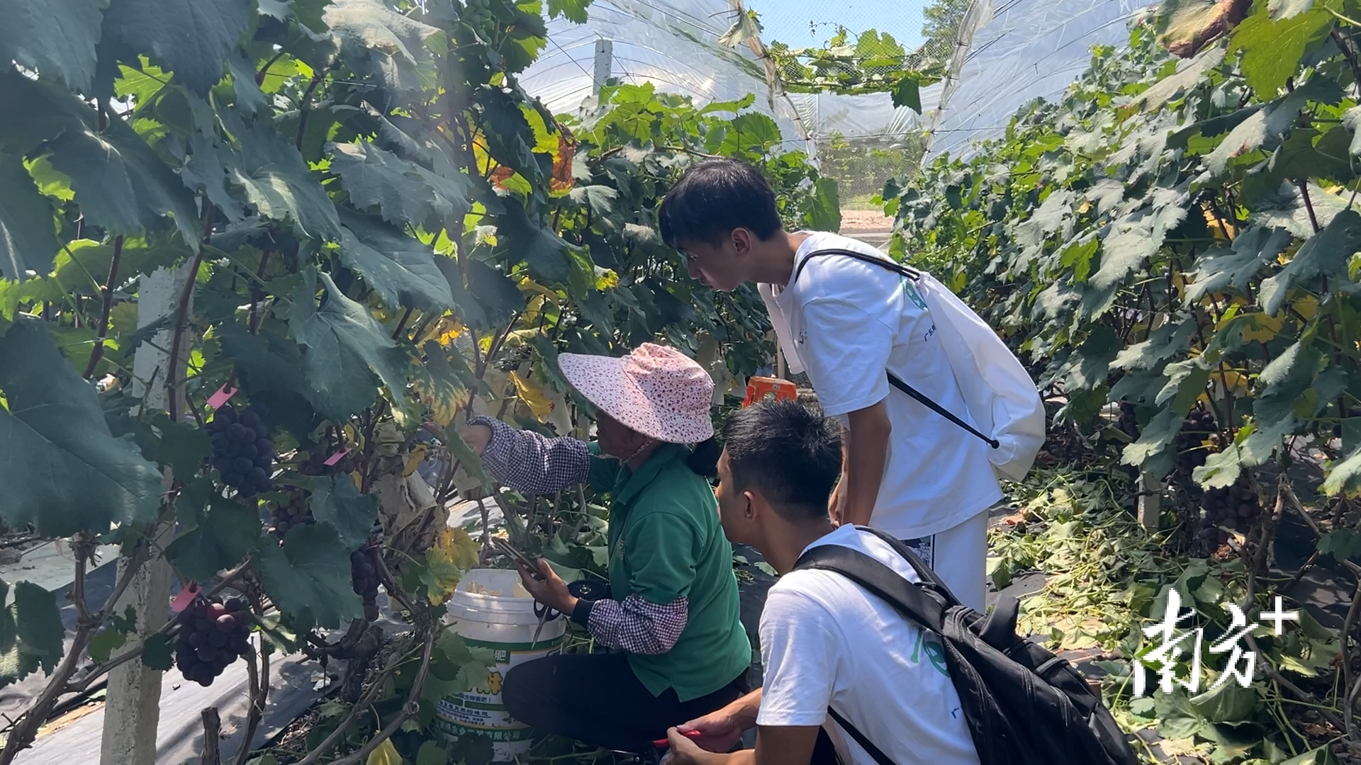 “莓丽乡村”实践团在大洋村开展“三下乡”社会实践。受访者供图