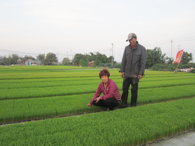 后坎村水稻种植区