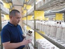 宜塘村“产业村长”曾伟权：棚上“种太阳” 棚下种菌忙|产业村长上岗 乡村振兴有方⑤