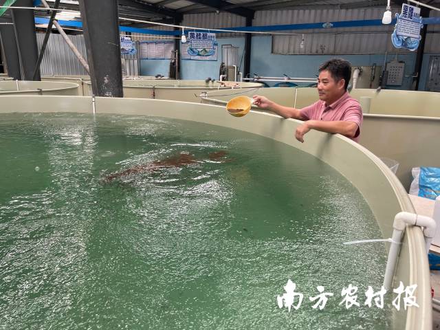 林李泉在检查鱼苗培育情况。