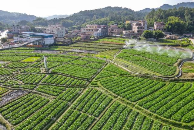 高要蔬菜種植,。陳彥成 攝