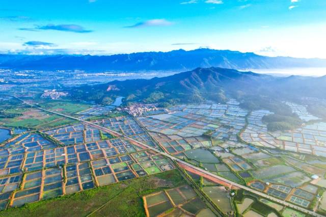 高要淡水養(yǎng)殖資源豐富，魚塘,、蝦塘連片,。肖志君 攝