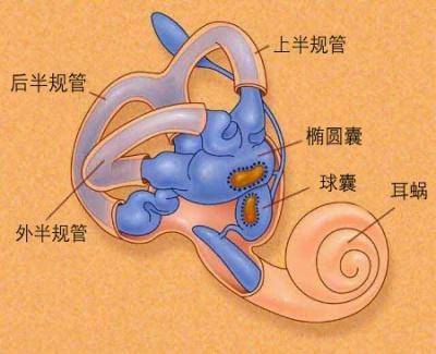 内耳结构示意图。网络图片 