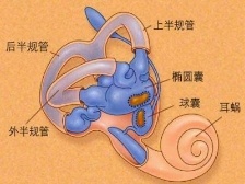 “耳水不平衡”眩晕跌倒，老年人尤需当心